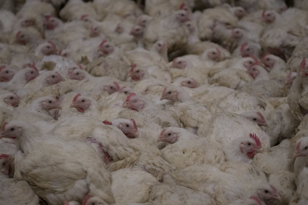 Delhaize follows Colruyt and OKay in banning failed chickens