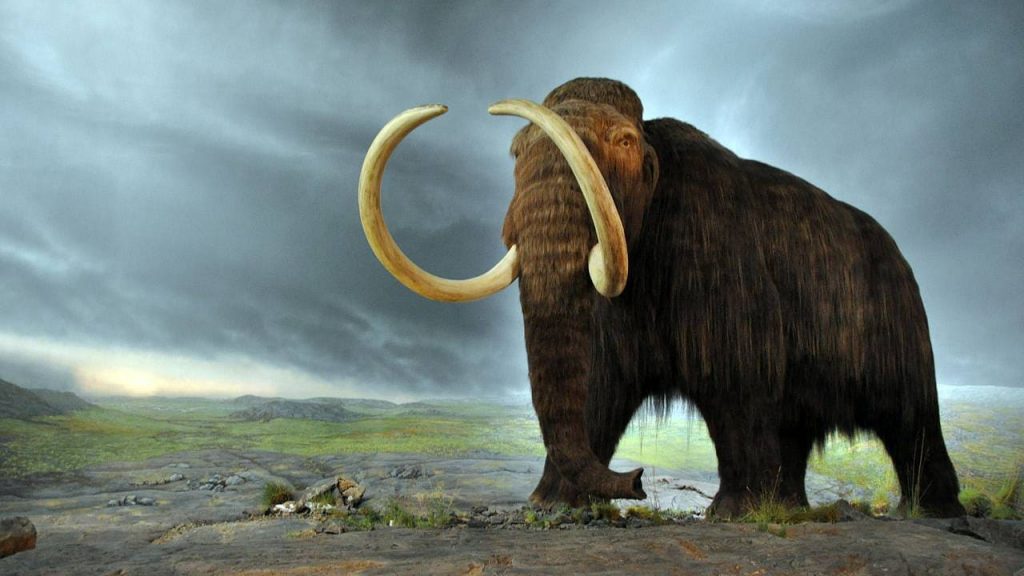 Following in the footsteps of the woolly mammoth, scientists learn that it was a long-distance tramp