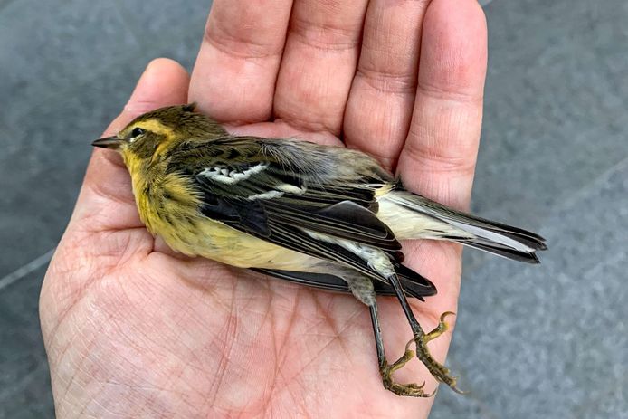 A dead bird was wounded in a Manhattan street.