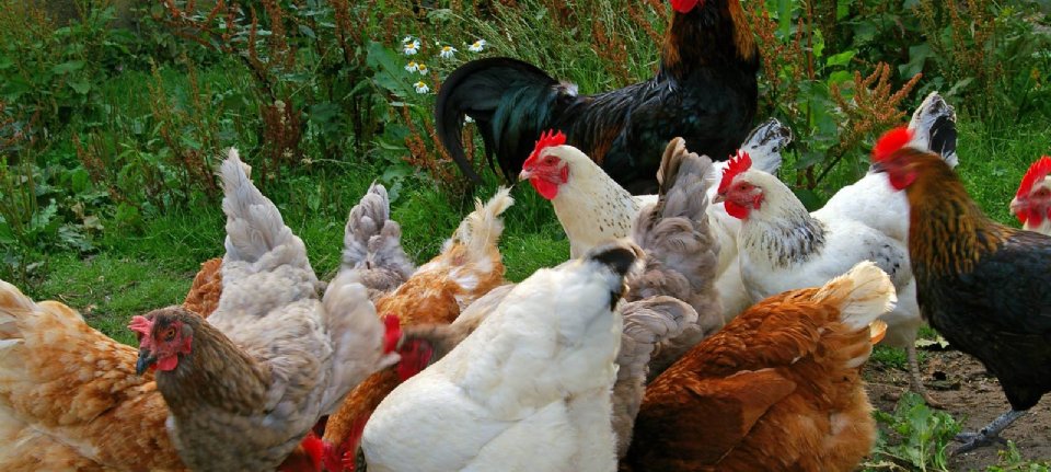 Avian influenza in Belgian hobby birds - a new harvest