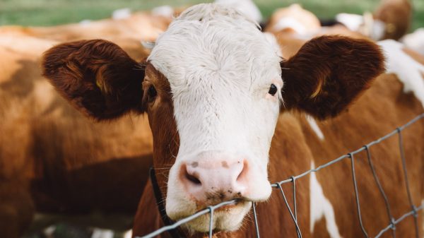 Cows don't just get enough: according to linguist Leoni, there's more to it