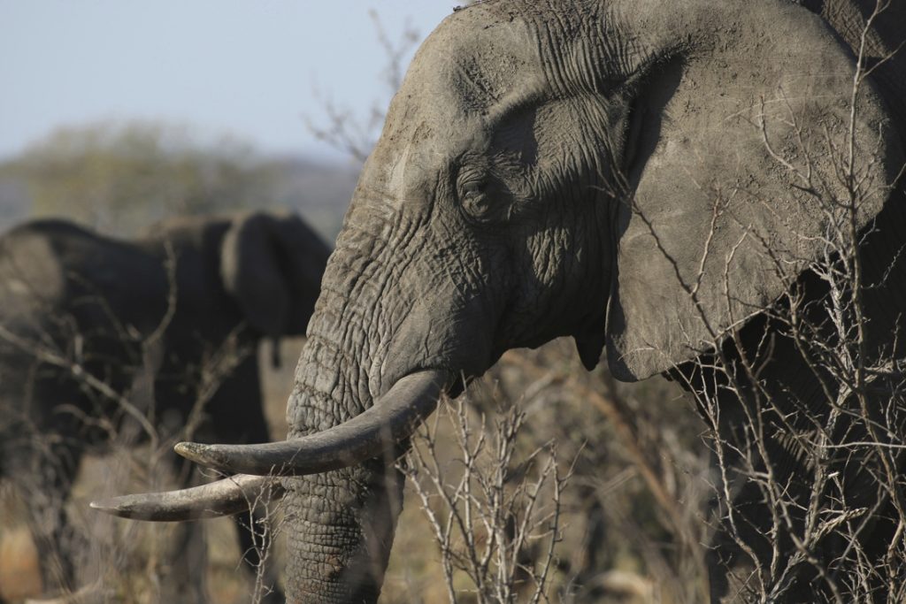 Elephant kills poacher in South African wildlife park