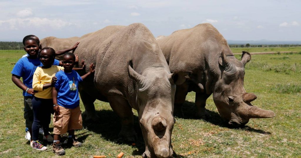 One of the world's last two northern white rhinos drops out of the race to save a species |  the animals