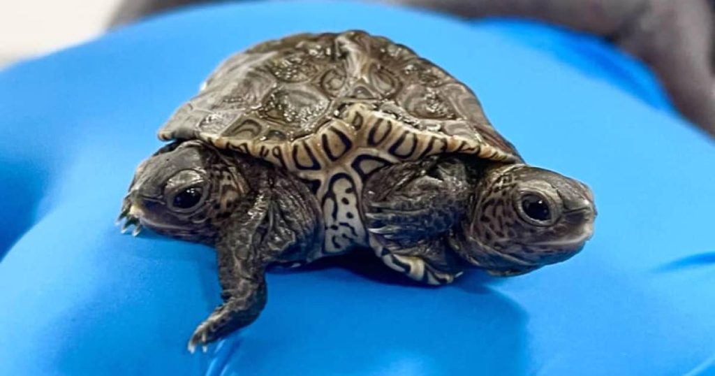 The tortoise with two heads and six legs is an animal found in the United States