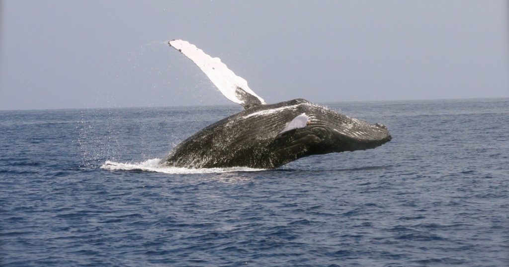 Whales are the architects of the ocean ecosystem