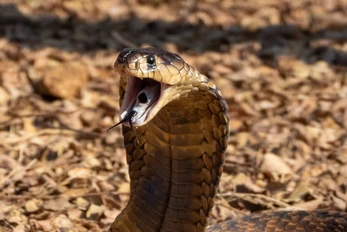 A Dutch tourist was bitten in the penis by a cobra during a safari...