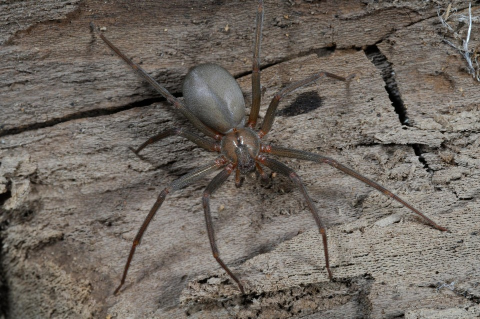 venomous brown recluse spider 