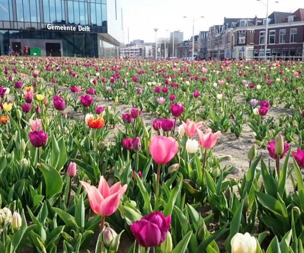In 2022, the lavender fields will be at DelftBloeit in Phoenixstraat