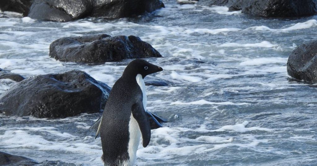 The penguin travels 3000 km and washes up on the beach weak but alive on a New Zealand beach |  the animals