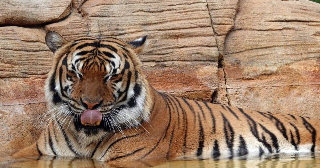 A rare tiger was killed by a bullet in an American zoo after a cleaner bitten in his arm |  the animals