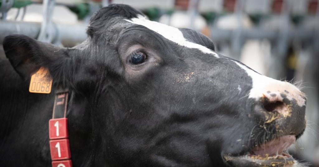 Report: Big meat and dairy companies in Europe pollute with impunity |  News