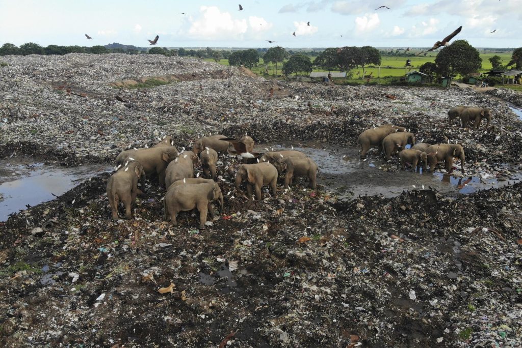 Sri Lanka shuts down landfill to prevent more dead elephants