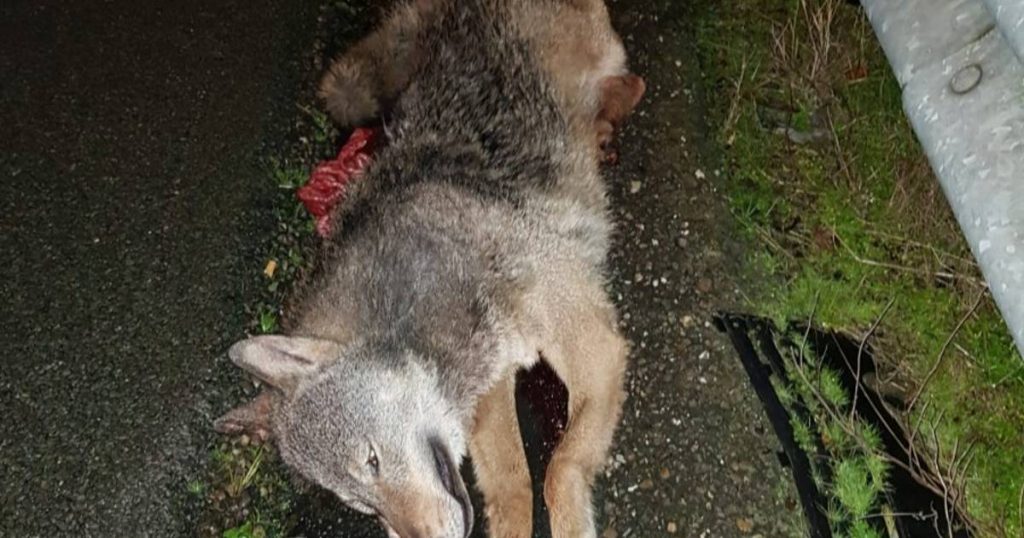 Dead wolf found along the highway near Eindhoven |  the animals