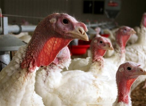 A flock of Tyson Foods chickens tested positive for bird flu;  The company is stepping up biosecurity measures