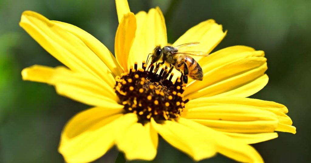 Belgium wants half more bees and moths by 2030: this is how you can contribute |  to know