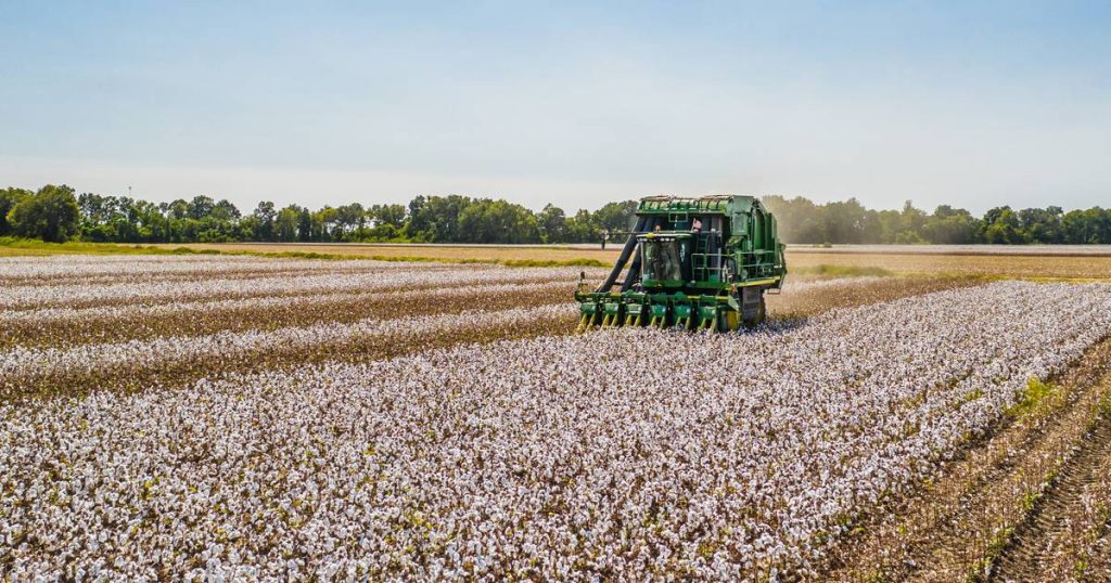 Exceptional drought in the United States raises the price of cotton