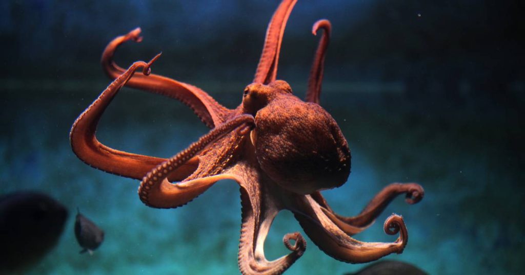 Octopuses existed millions of years before the advent of the dinosaurs, and fossil discovery shows |  to know