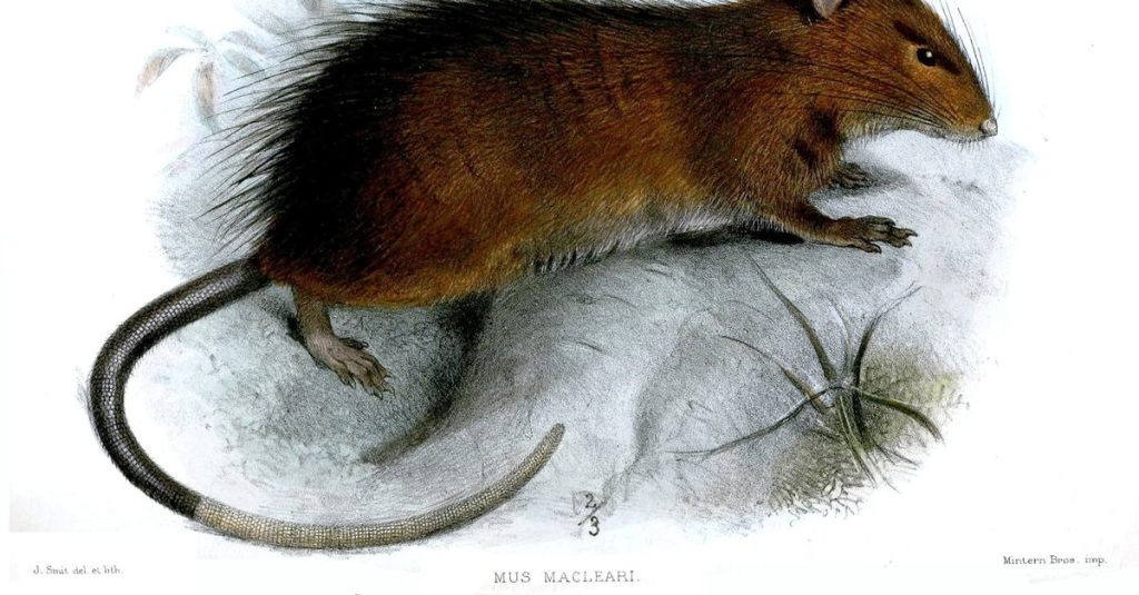 Searching for the genome of the extinct Christmas Island mouse