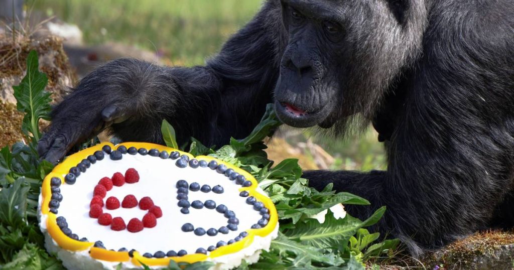 Vatu, the world's oldest gorilla, blows out 65 candles |  the animals