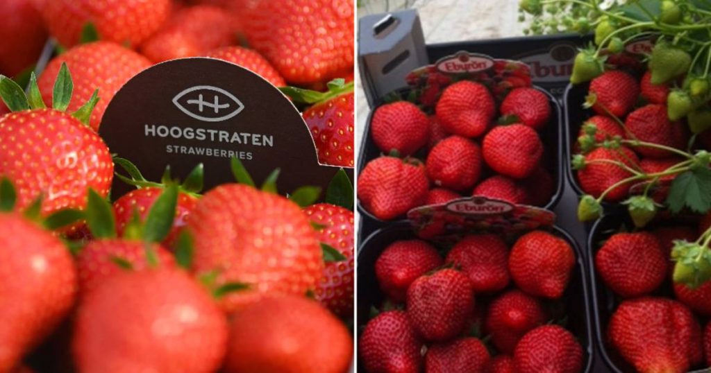 This way the strawberries will stay fresh and full of flavour: "You don't have to add sugar to it" |  food