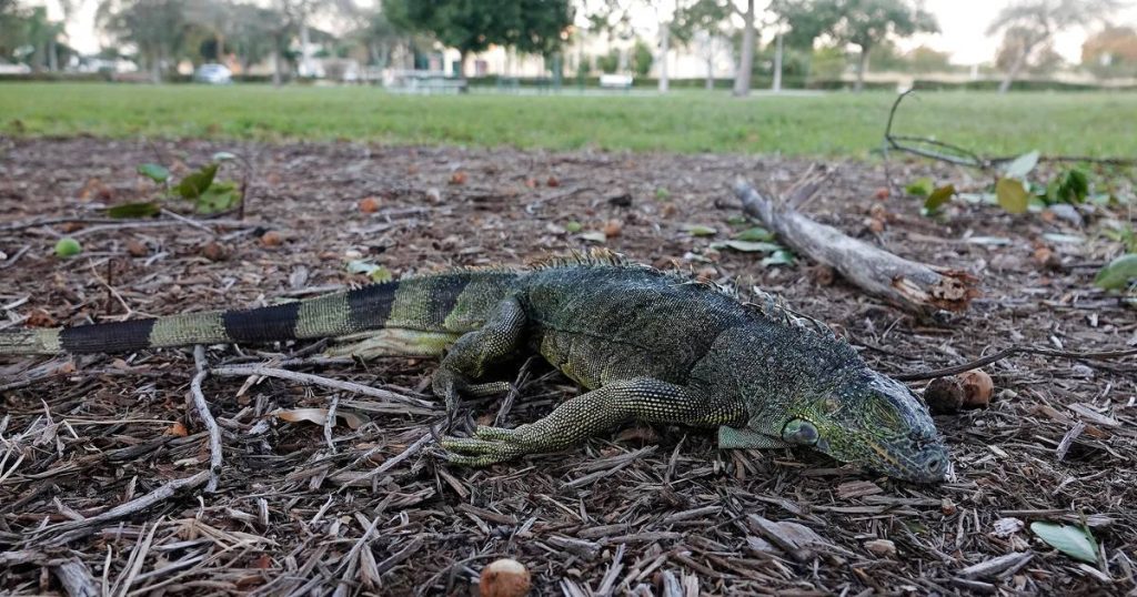 U.S. Meteorological Service warns of iguanas falling in Florida |  Abroad