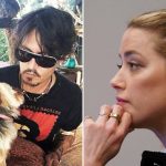 Veterinarian refutes Amber Heard’s arguments: ‘Cannabis does not cause intestinal problems for dogs’ |  Famous