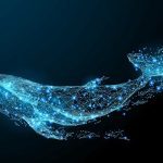 XRP whales hoard in huge numbers »Cryptocurrency Insiders