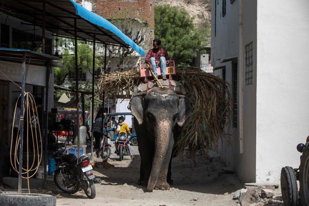 An elephant tramples a woman in India, then returns to do it again at her funeral