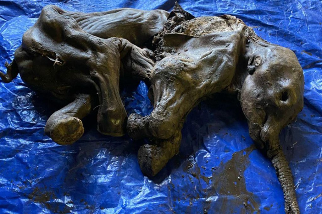 Gold prospectors discover frozen mammoth baby in Canada