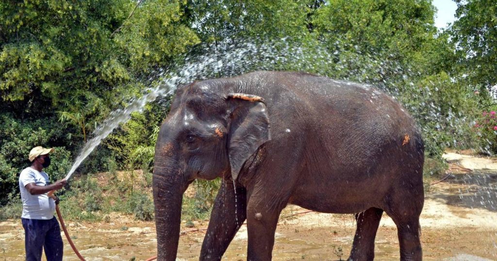 An elephant tramples on a woman (70) in India and does it again at her funeral |  Abroad