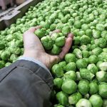 Vegetable cultivation is reduced under the Belgian contracts due to the current low prices
