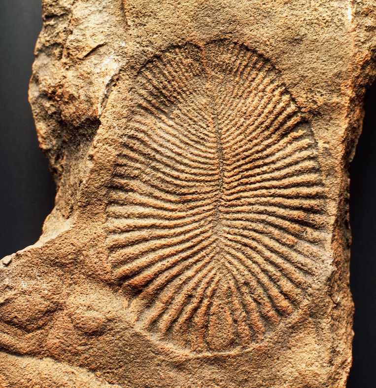 Dickinsonian fossil.  Getty Images