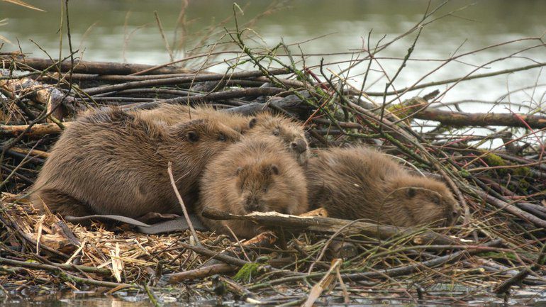 Beavers on beaver castle