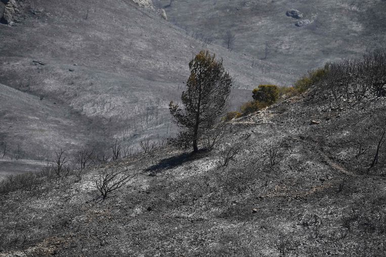 More than 7,000 hectares of wildfires have already burned.  Image by AFP