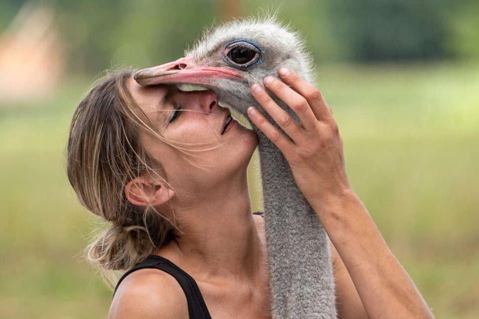 The ostrich whisperer completed again. 