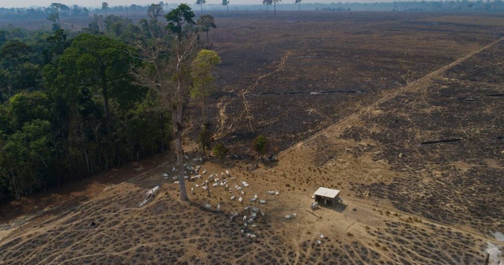 Deforestation in the Brazilian Amazon breaks a new record |  Abroad