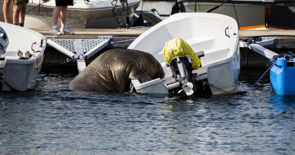 Freya the walrus leads to front page news but also material damage in Norway |  Abroad