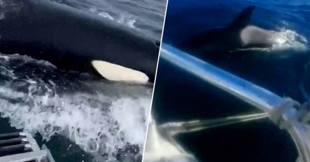 Orcas attack sailboats off the Spanish coast, and no one knows why: "The rudder is broken!"  |  the animals