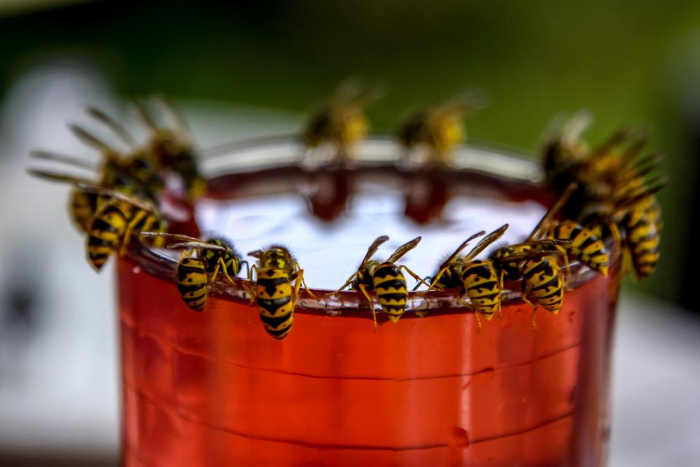 'The year of the farmer' for wasps, but how do you prevent a hornet sting?