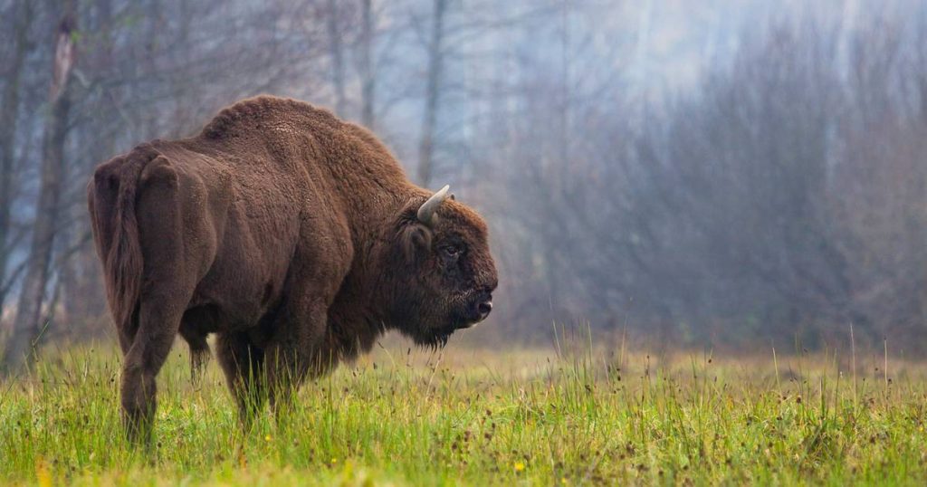Wild bison return to the UK for the first time in thousands of years: 'They work as natural engineers' |  the animals