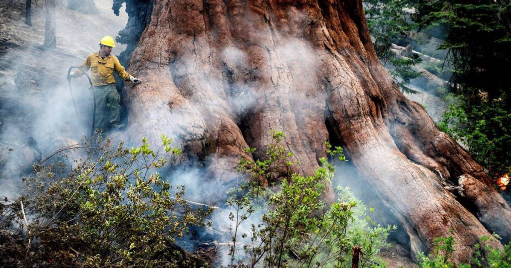 in the picture.  All hands to save world famous redwoods from fire in Yosemite Park |  News