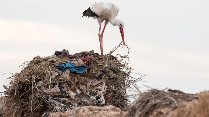 The stork processed the waste in its nest.