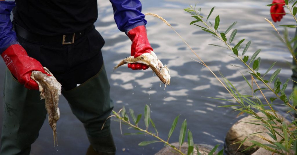 Researchers: Algae may cause fish deaths in the Oder River