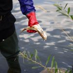 Researchers: Algae may cause fish deaths in the Oder River