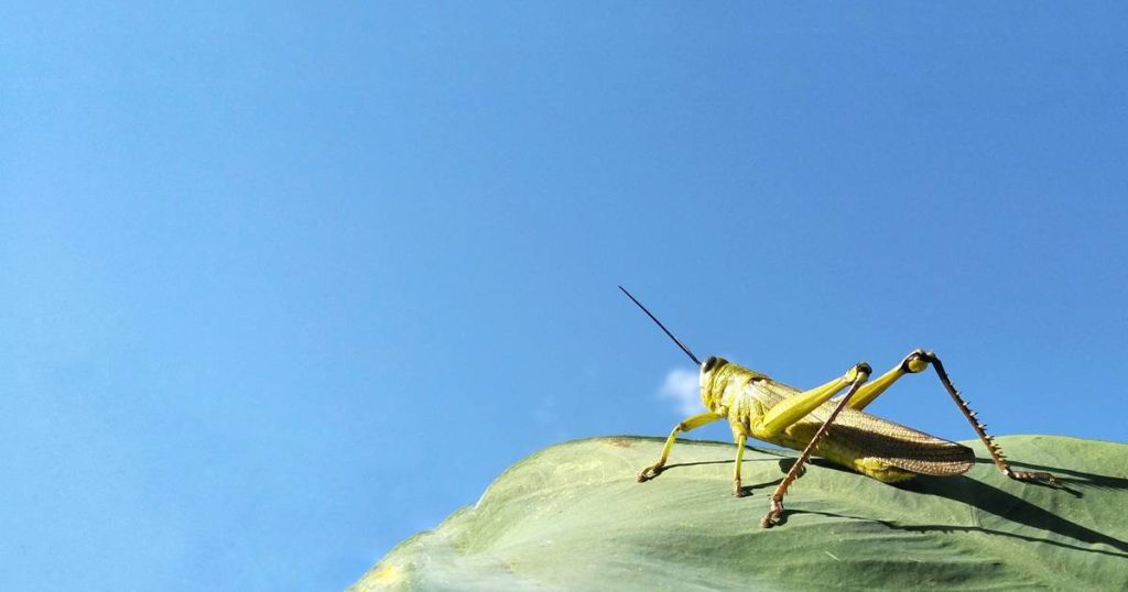 A new study shows that the yellow color of a grasshopper allows for more efficient mating in large flocks