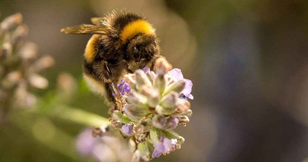 Climate stress causes asymmetry of wings in bees and bees |  the animals