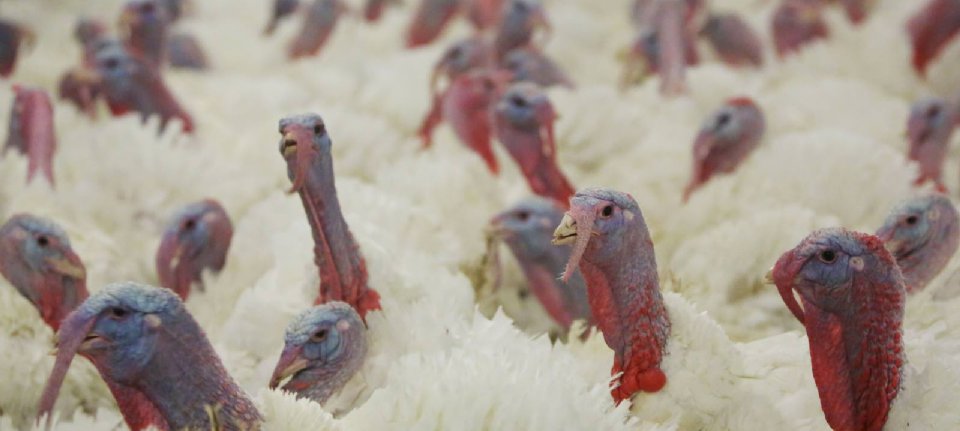 Higher turkey prices are expected in the US