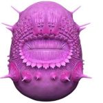 Man does not descend from a primitive minion-like creature without an anus |  Sciences