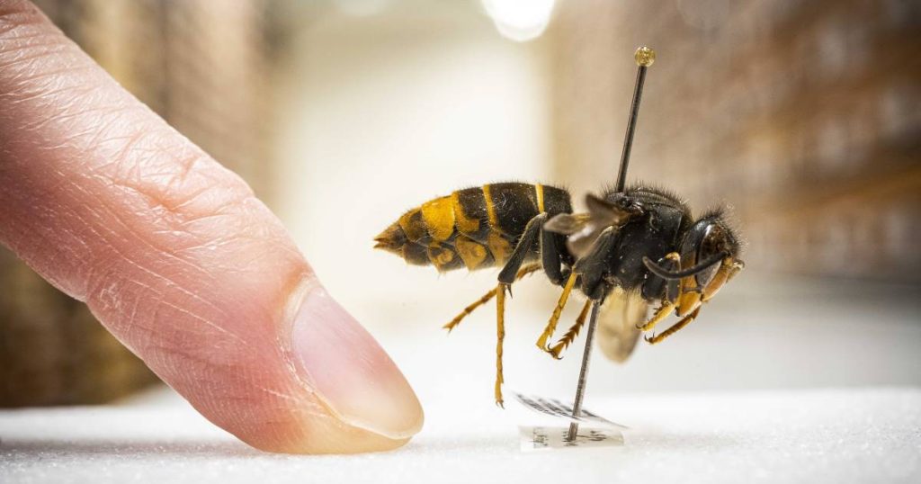 More wasps on the road in the Netherlands: 'There are already a lot of them' |  interior