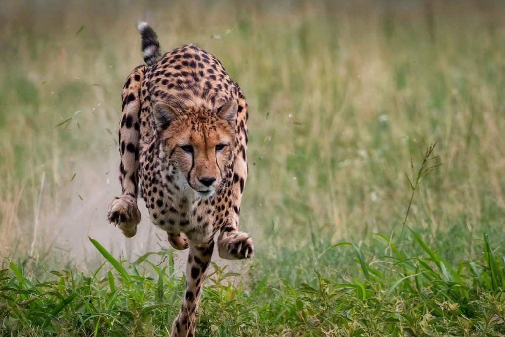 Cheetah catches boy (17) who deviates from walking path in Bixe-Bergen